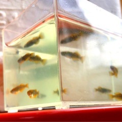 取引中🇦🇴極限.玄.メダカ🇦🇴若魚｛RLF｝⒍+⒈α【計⒎匹 】フル.リアルロングフィンの画像