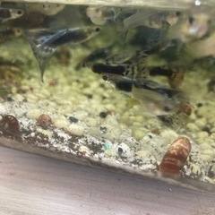 国産グッピーペアの画像