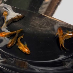 取引中🇦🇴極限.玄.メダカ🇦🇴若魚｛RLF｝⒍+⒈α【計⒎匹 】フル.リアルロングフィンの画像