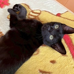 人懐っこい3か月の黒猫チョコくん♂