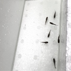 取引中🇦🇴極限.玄.メダカ🇦🇴若魚｛RLF｝⒍+⒈α【計⒎匹 】フル.リアルロングフィンの画像