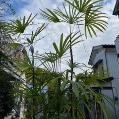観葉植物　シュロチク　高さ２５０センチの画像