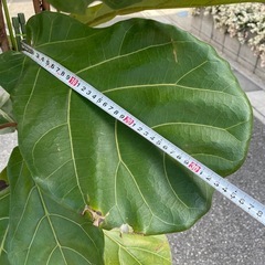 観葉植物　フィカス・リラータ　高さ２メートルの画像