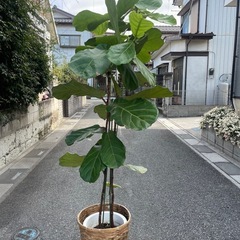 観葉植物　フィカス・リラータ　高さ２メートルの画像