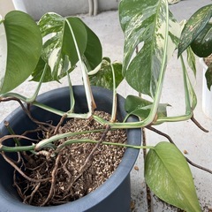 モンステラの手入れ教えてください！