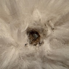 【自取】ウサギラグ200cm×200cmの画像