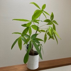 パキラ　観葉植物　リメイク缶入り　人気の画像