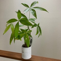 パキラ　観葉植物　リメイク缶入り　人気の画像