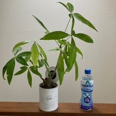 パキラ　観葉植物　リメイク缶入り　人気の画像