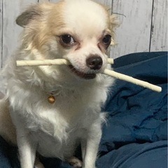 チワワの成犬里親募集です。