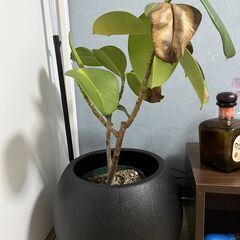 観葉植物 – 1,000円の画像
