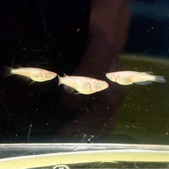 ミラージュ③の画像