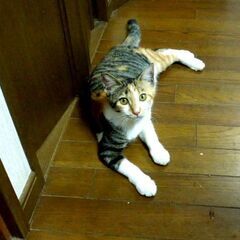 可愛い子猫4匹です