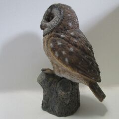 止まり木梟の画像