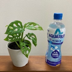 マドカズラ　観葉植物　人気の画像
