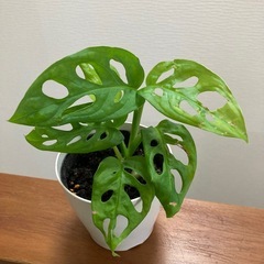 マドカズラ　観葉植物　人気の画像