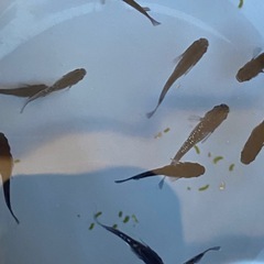 メダカ　ミッドナイトフリルラメタイプの画像