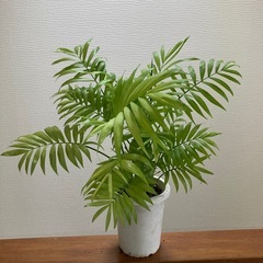チャメドレアエレガンス　テーブルヤシ　ヤシの木　観葉植物　人気の画像