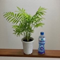 チャメドレアエレガンス　テーブルヤシ　ヤシの木　観葉植物　人気の画像