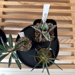 多肉植物　の画像