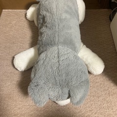 ハスキー犬の画像