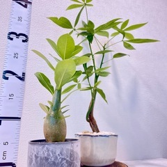 ペアプランツ🌿‬育てやすい植物セットの画像