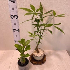 ペアプランツ🌿‬育てやすい植物セットの画像