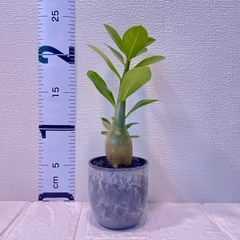 ペアプランツ🌿‬育てやすい植物セットの画像