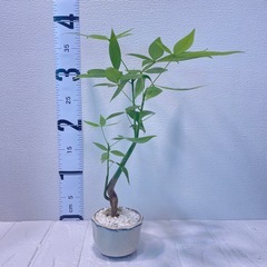 ペアプランツ🌿‬育てやすい植物セットの画像