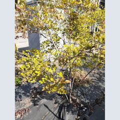 【取引中2】ブルーベリーの木（地植え）を無料でお譲りします。の画像