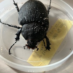 レックスゾウカブト成虫ペア2の画像