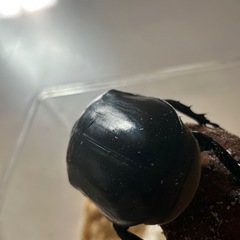 レックスゾウカブト成虫ペア2の画像