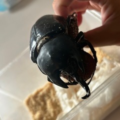 レックスゾウカブト成虫ペア2の画像
