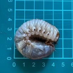カブトムシ 幼虫 飼育セットの画像