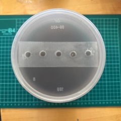 カブトムシ 幼虫 飼育セットの画像