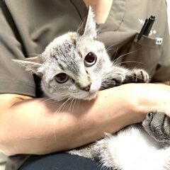 10/5（日）　猫の譲渡会in川崎市動物愛護センター