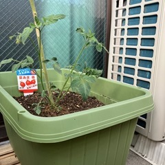 プランター2個　土付き　大葉とトマトセットの画像