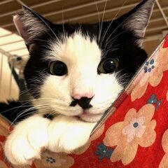 おっとり兄弟　3歳　ゆったり猫ライフを！