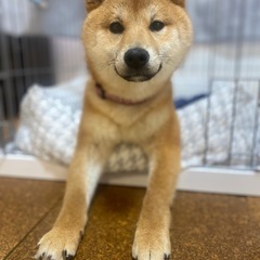 里親さん見つかりました。