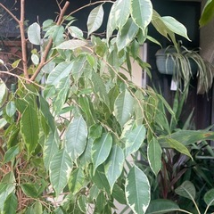 観葉植物　斑入りベンジャミン　高さ１９５センチの画像