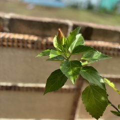 ハイビスカス★ミセスユミ 　の画像