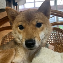 里親募集 柴犬