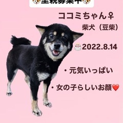 里親募集中☆ココミちゃん