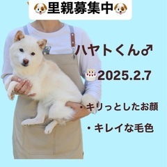 里親募集中☆ハヤトくん