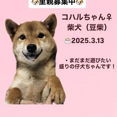 里親募集中☆コハルちゃん