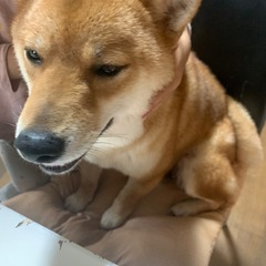 柴犬
