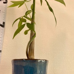 デザイン陶器バチ×パキラ実生1本幹と捻れの画像