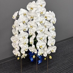 胡蝶蘭の画像