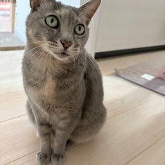 岐阜市　きれいな色のねみちゃん