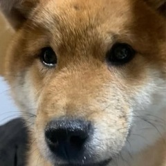 柴犬 成犬です。 里親様決まりました。ありがとうございまし…